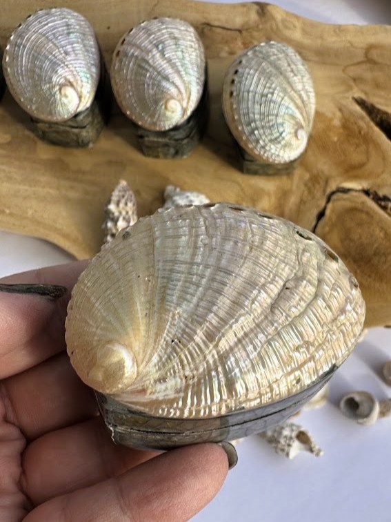 Abalone Paua - krabička na šperky